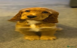 Cocker Spaniel dogs for sale: Ready today KC Show Winning Breeding - Image 6
