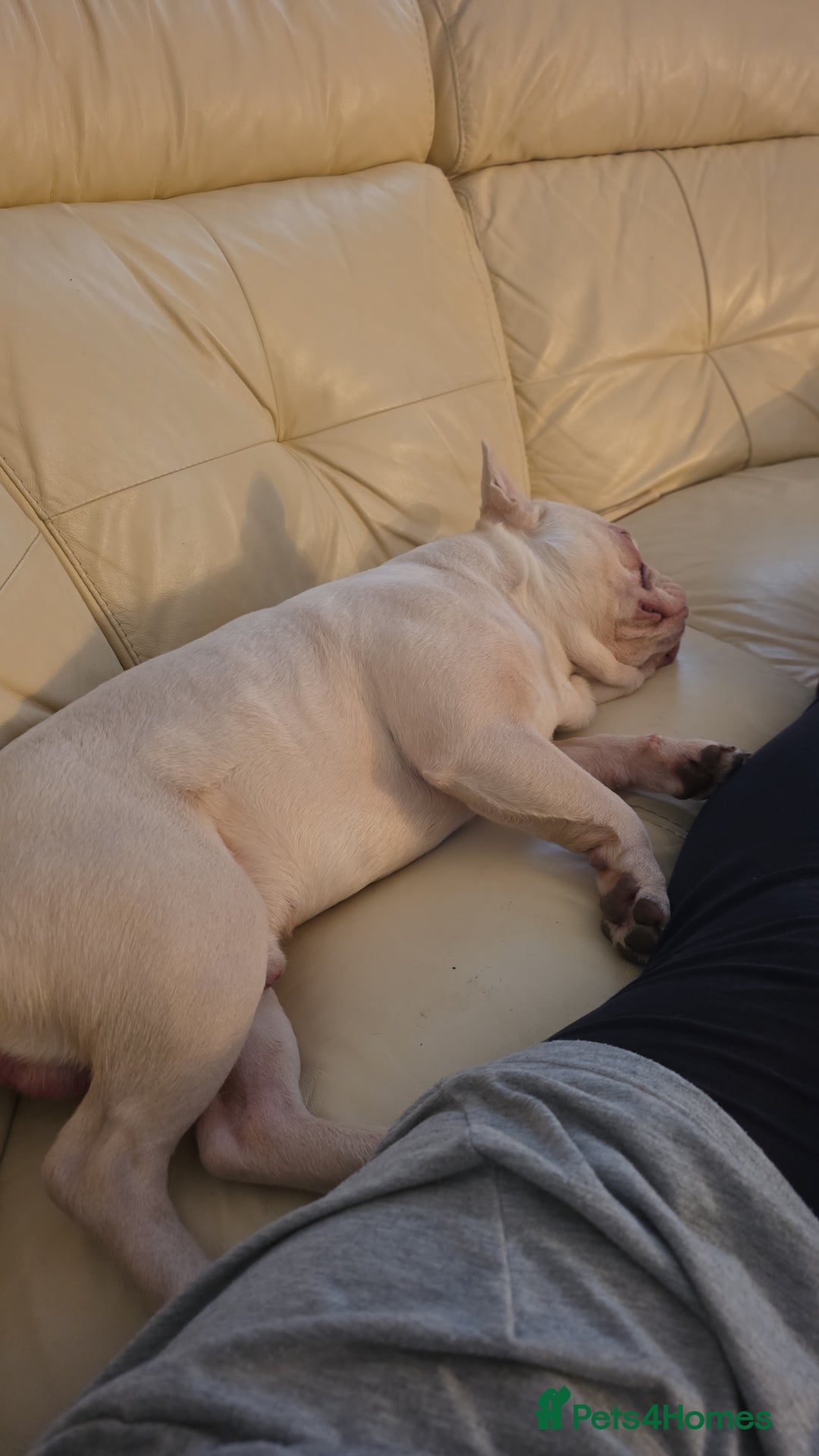 French Bulldog dogs for sale: Stunning French Bulldog for rehoming  - Advert 2