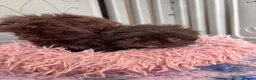 Shih Tzu dogs for sale: 💕Stunning Chocolate Shih Tzu💕 - Advert 9