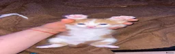 Mixed Breed cats for sale: 6 Adorable Male Kittens – 2 Ginger & 4 Beige - Advert 3