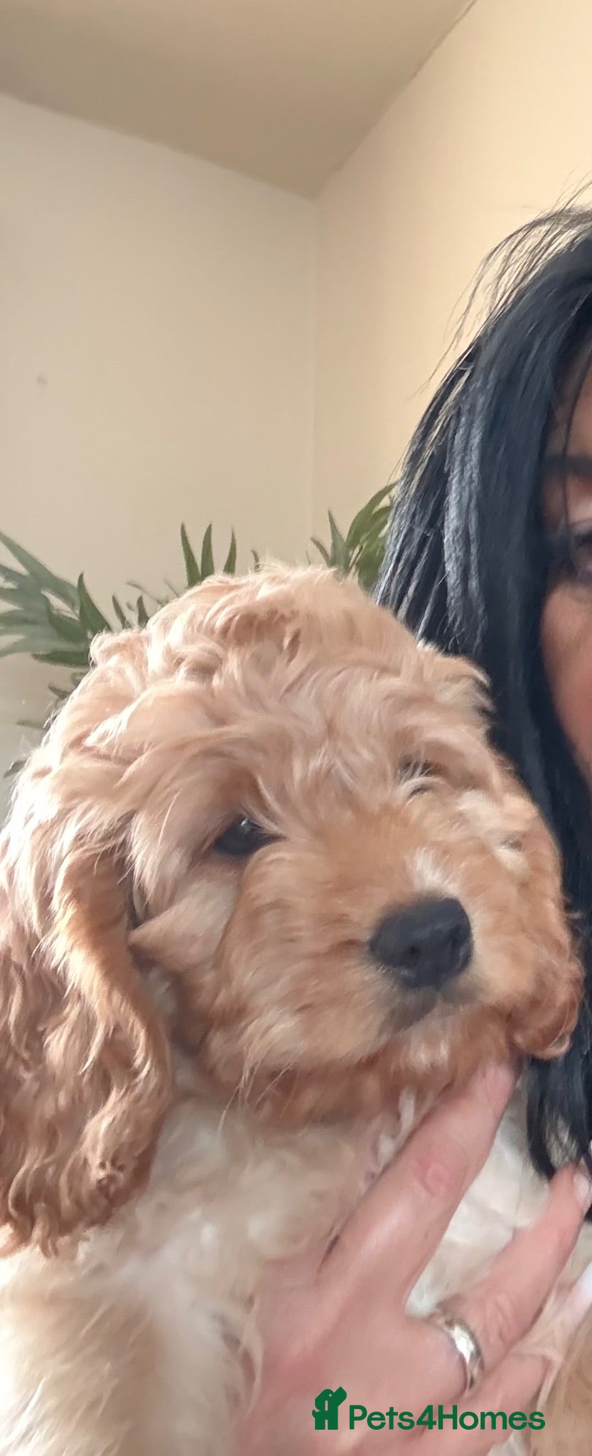Cockapoo dogs 🩷1 gorgeous little girl🩷ready to leave now🩷 - Advert 2