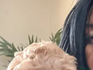 Cockapoo dogs 🩷1 gorgeous little girl🩷ready to leave now🩷 - Advert 2