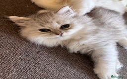 Persian cats for sale: Persian Chinchilla Kittens - Image 24