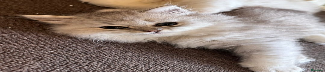 Persian Kitten 1