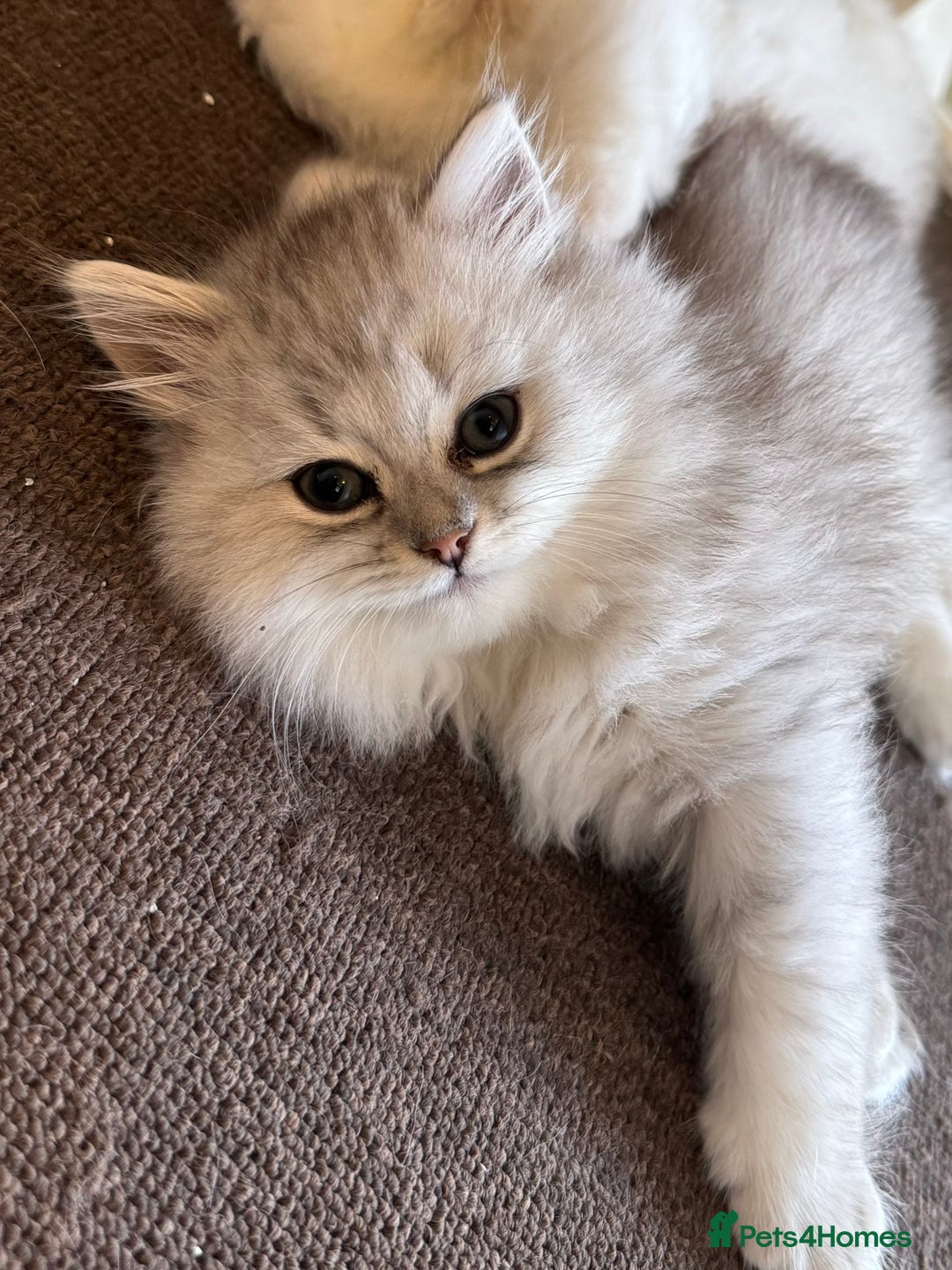Persian cats for sale: Persian Chinchilla Kittens - Image 24