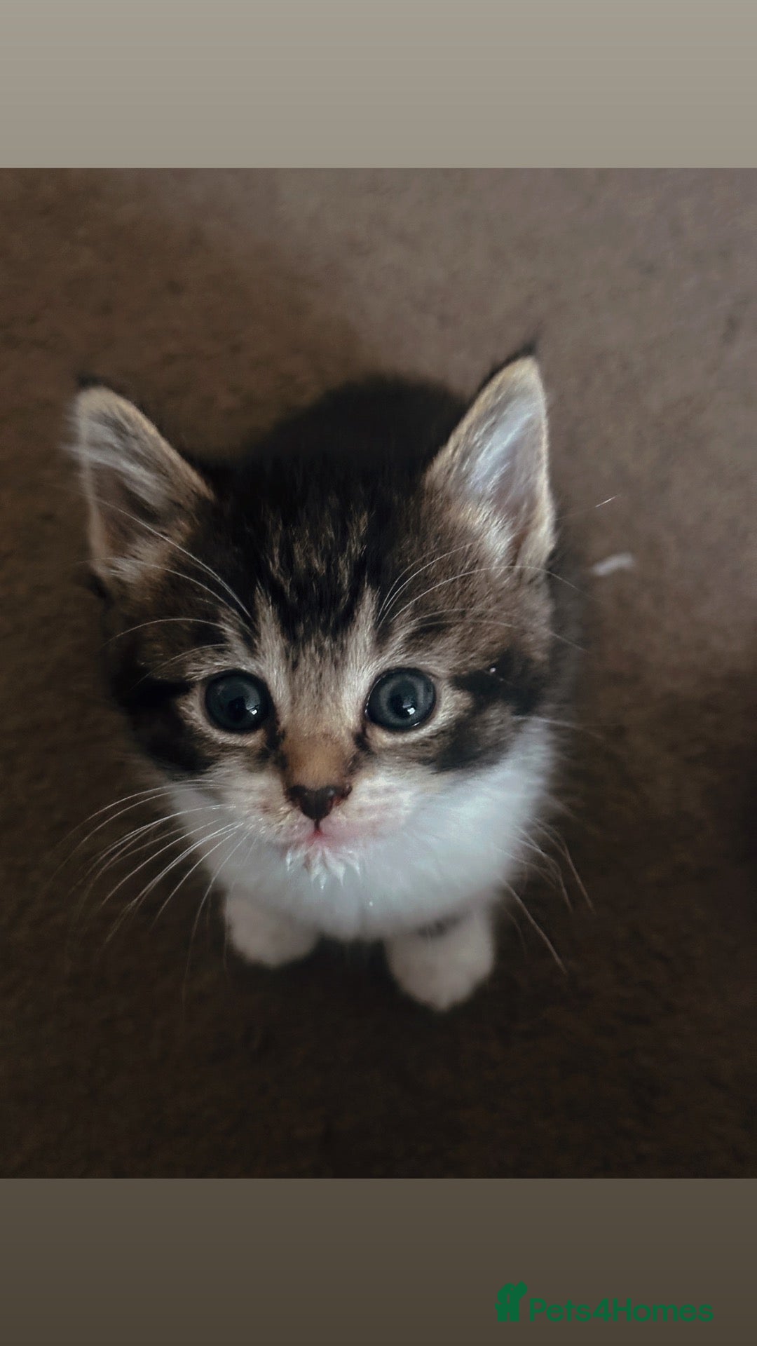 Mixed Breed cats Stunning Kittens - Advert 2