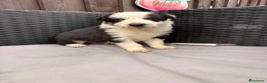 Border Collie 1