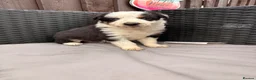Border Collie dogs for sale: Gorgeous tri-coloured+black+white collie puppies  - Advert 9