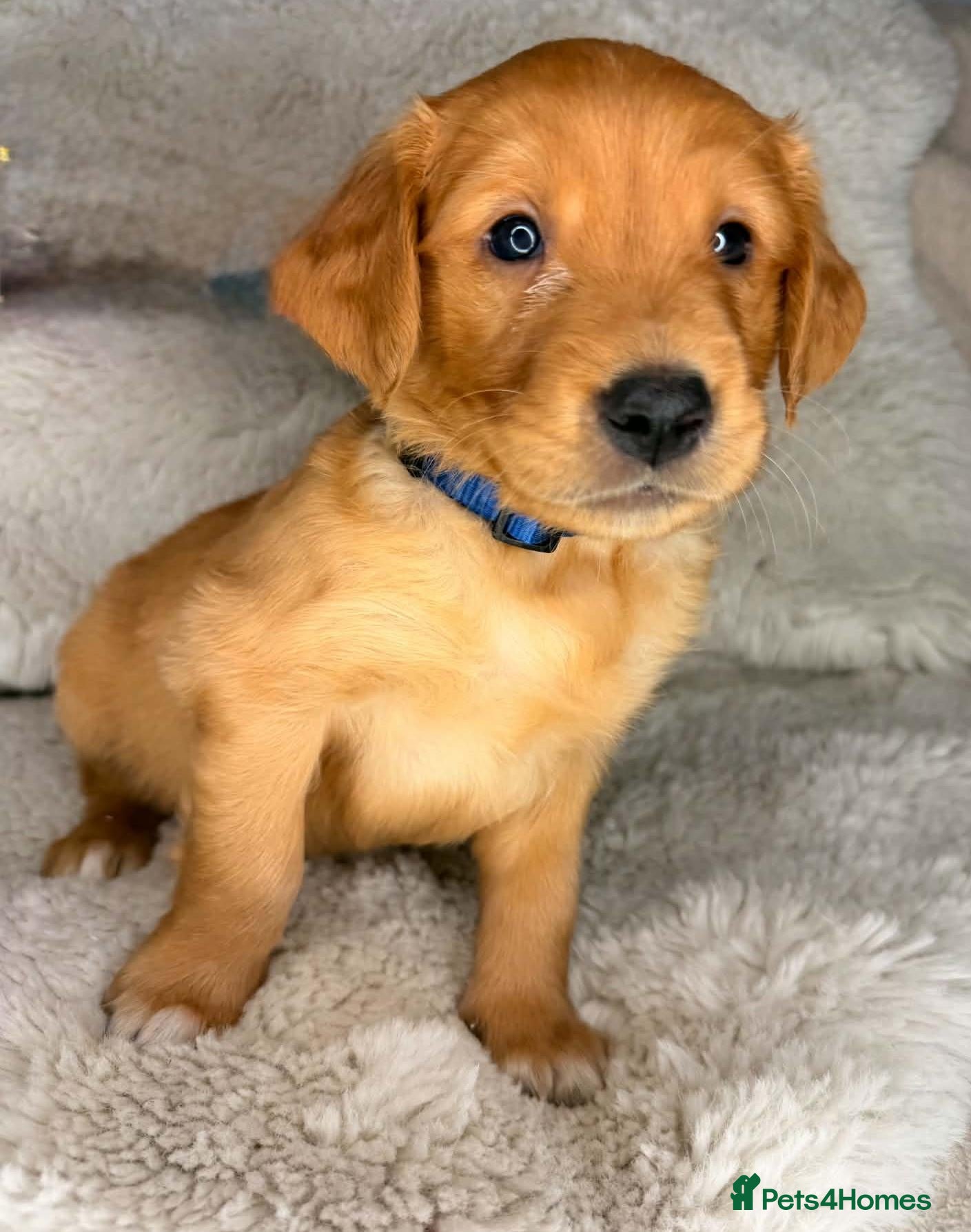 Golden Retriever dogs Exceptional KC registered Golden Retriever puppies - Advert 1