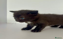 Mixed Breed cats for sale: Black Kitten Ragdoll x British Longhair Mix - Image 11