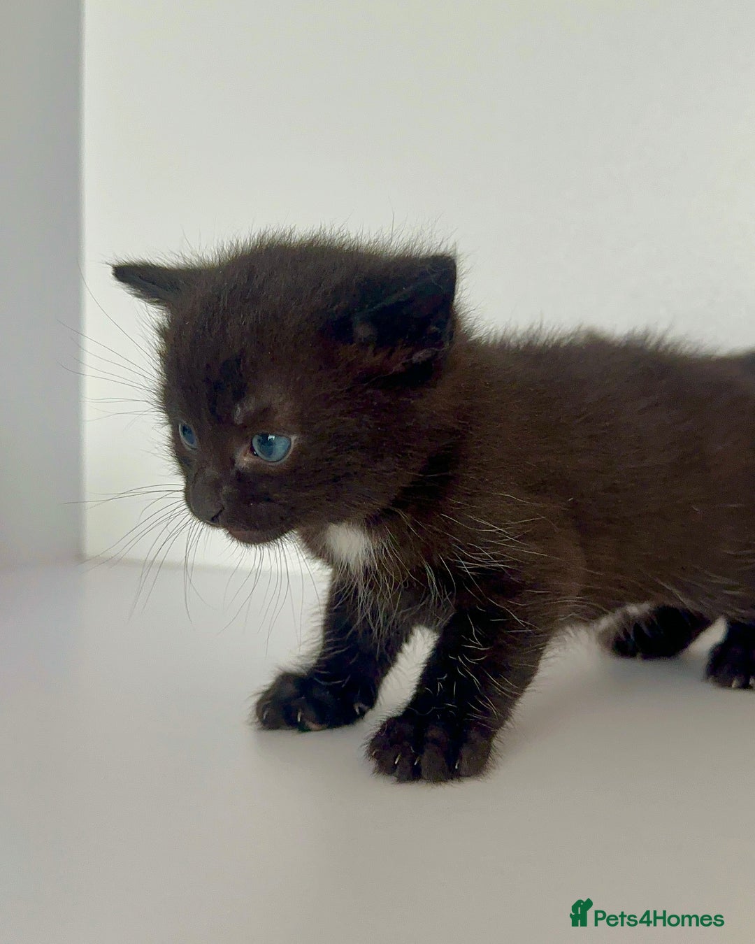 Mixed Breed cats for sale: Black Kitten Ragdoll x British Longhair Mix - Image 11