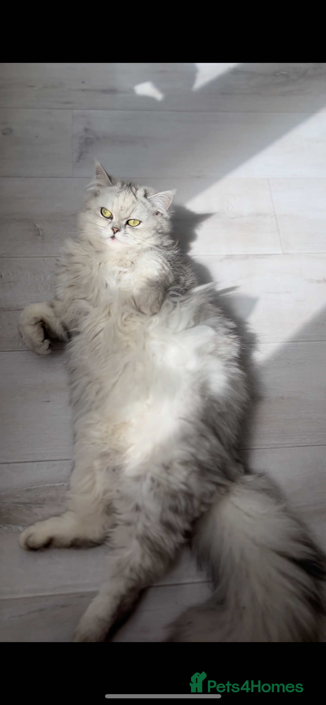 Persian cats for sale: Silver tipped white Persian female 3 years old - Advert 6