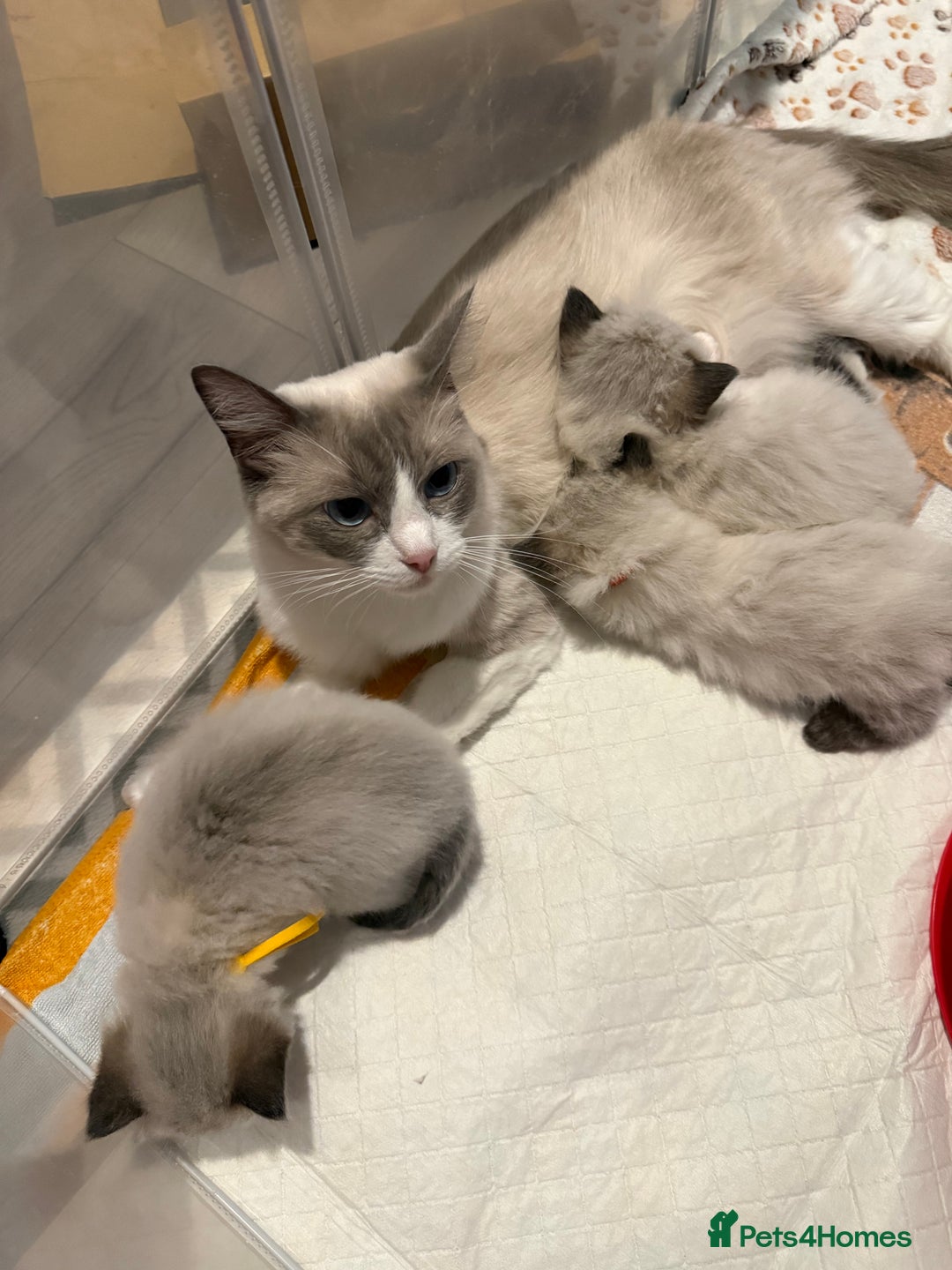 Ragdoll cats for sale: Ragdoll - Advert 1