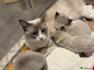 Ragdoll cats Ragdoll - Advert 2