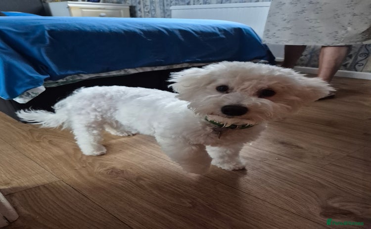 Poochon dogs - Advert 1