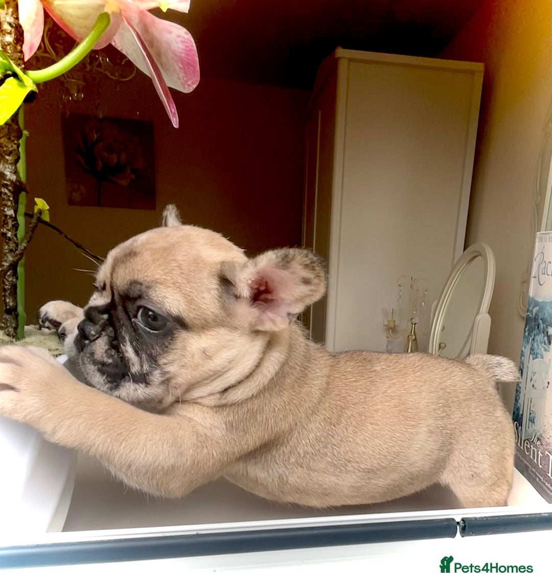 French Bulldog dogs for sale: REDUCED Frenchie pup's Home Raised with Love 💘 - Image 2