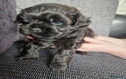 Shihpoo dogs for sale: Shizpoo  - Image 5