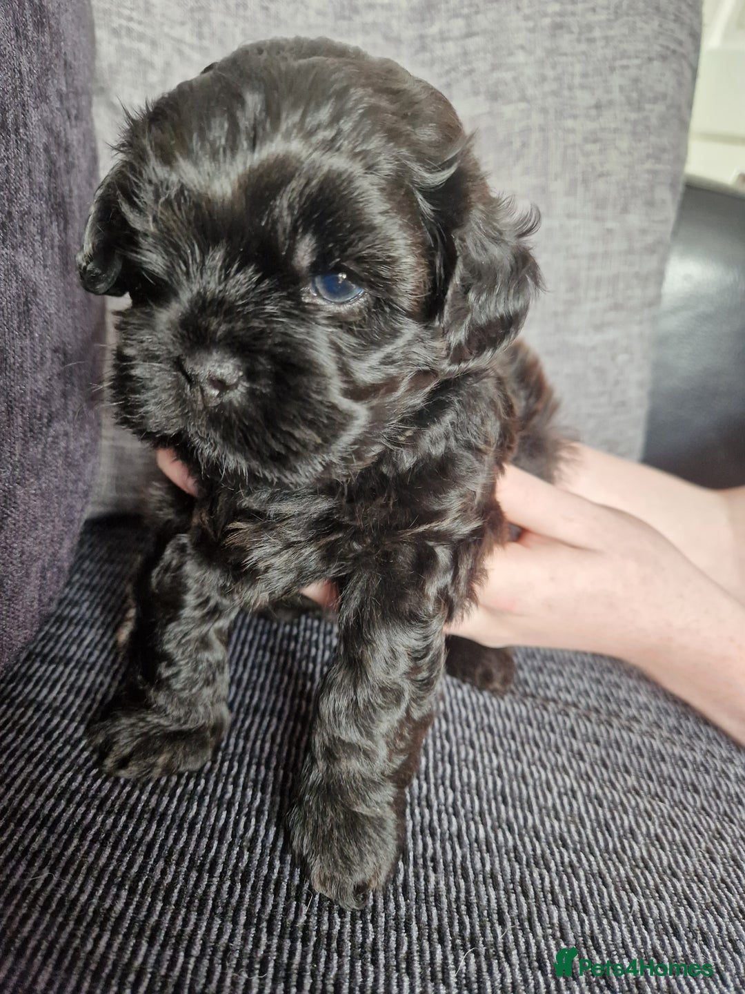 Shihpoo dogs for sale: Shizpoo  - Image 5
