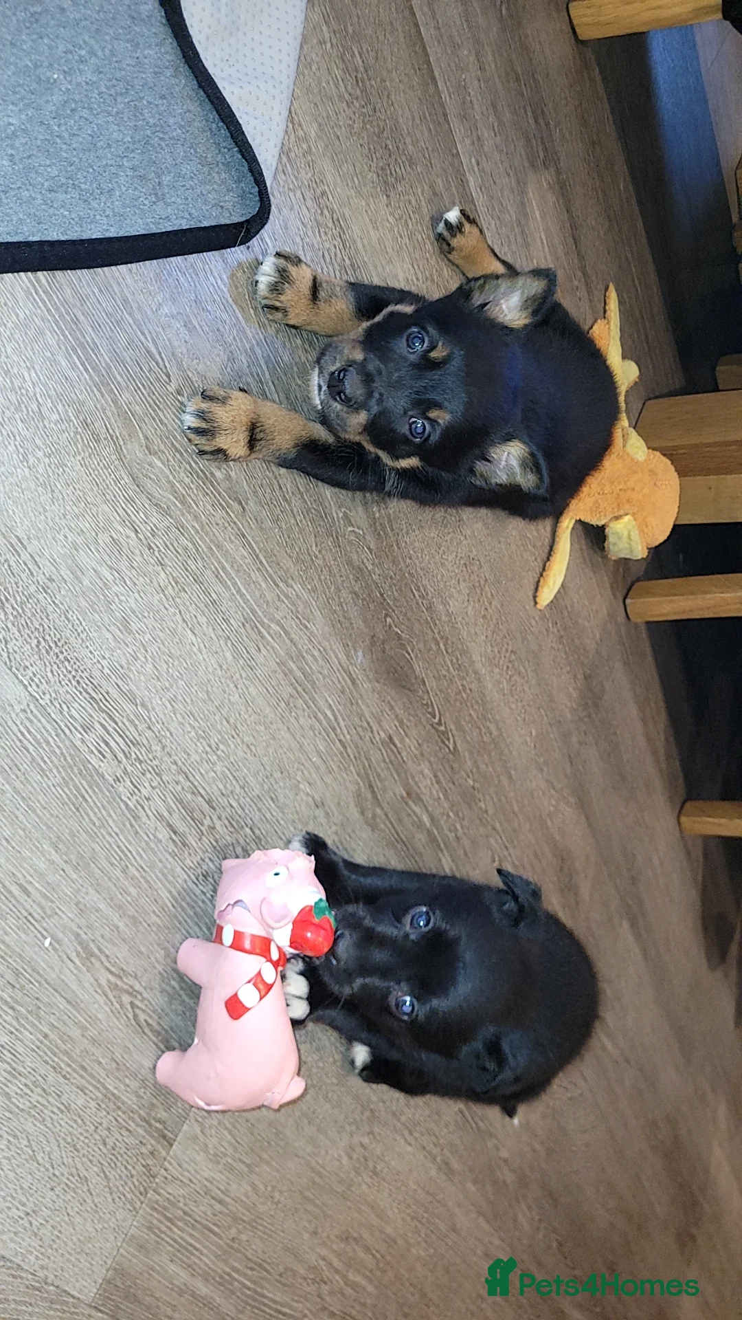 Mixed Breed dogs for sale: Collie cross Kelpie Puppies - Advert 13