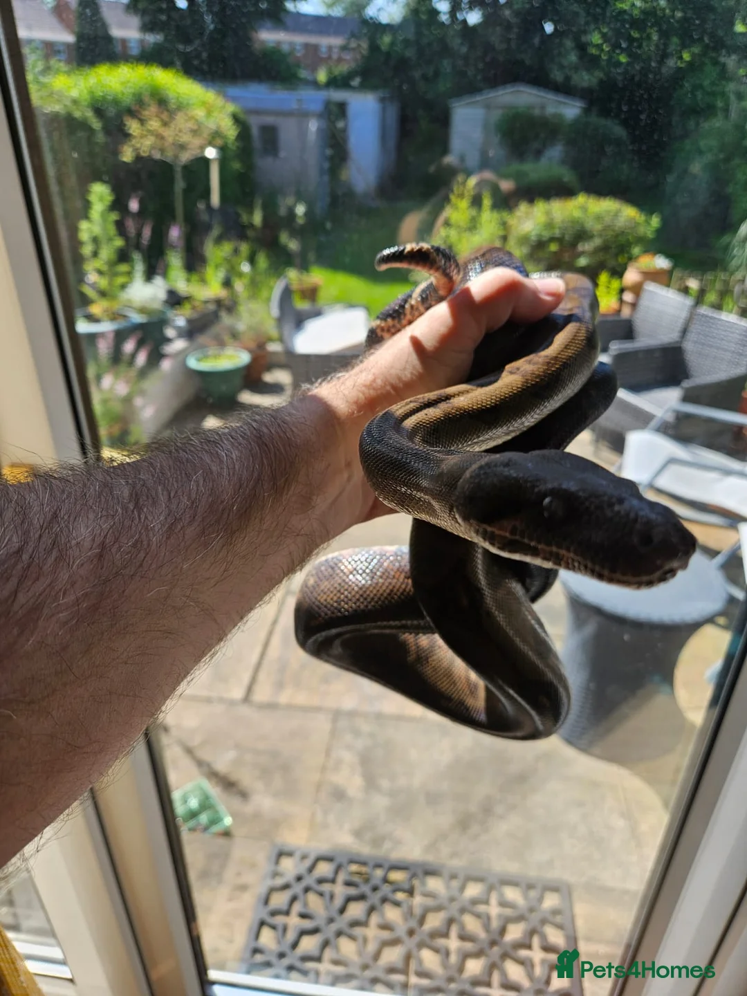Boa Snake reptiles for sale: isle de maize dwarf boa+ vivarium in West Bromwich - Advert 2