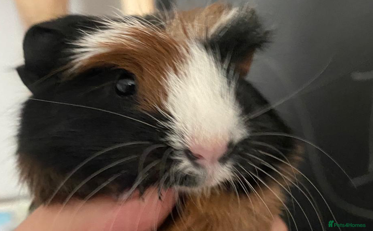 Guinea Pig rodents - Advert 1