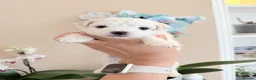 Bichon Frise dogs for sale: 🐶 Gorgeous Pedigree Bichon Frise - Advert 8