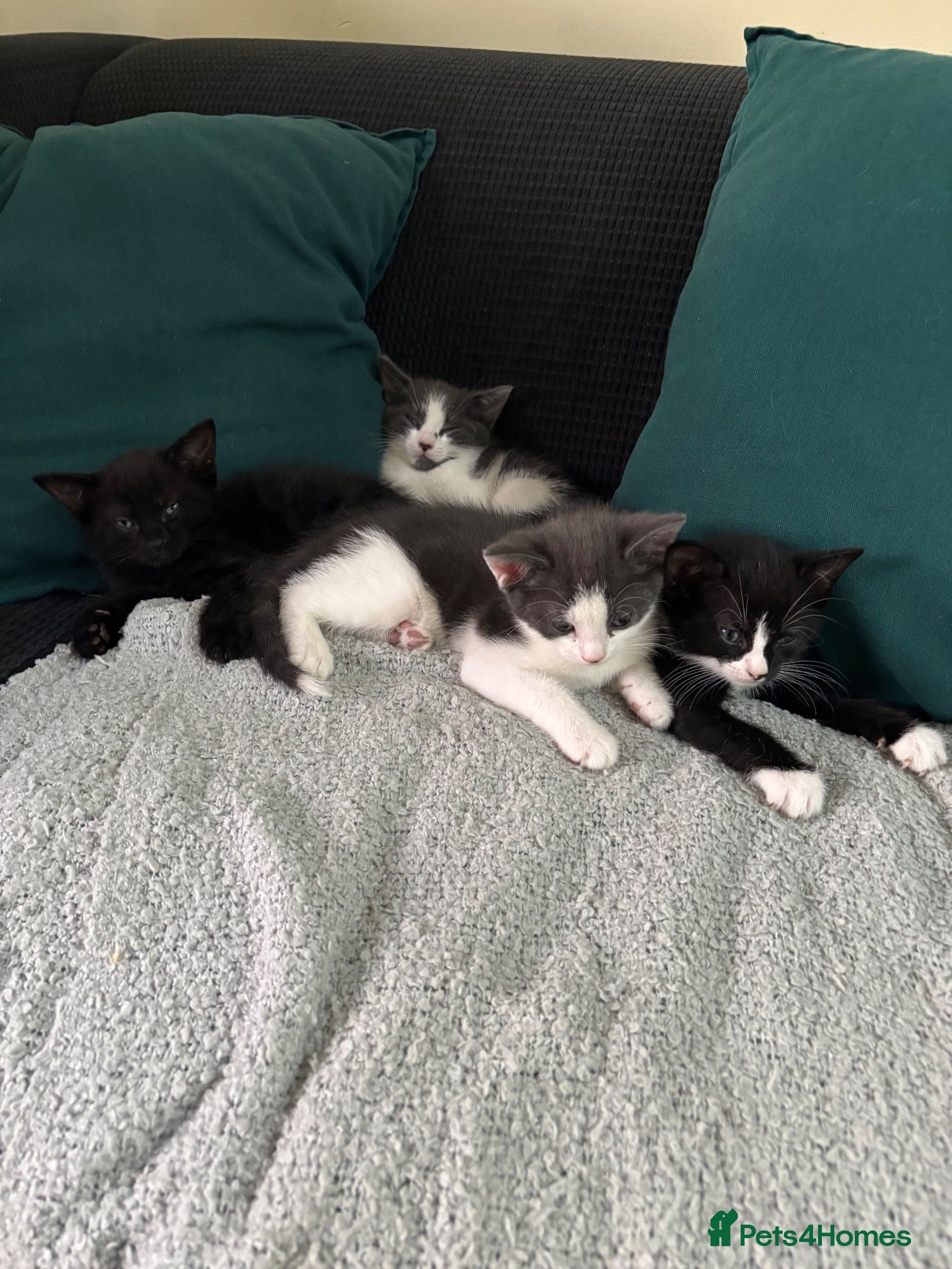 Domestic Shorthair cats Kittens looking for a new home  - Advert 3