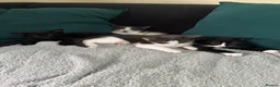 Domestic Shorthair cats for sale: Kittens looking for a new home  - Advert 1