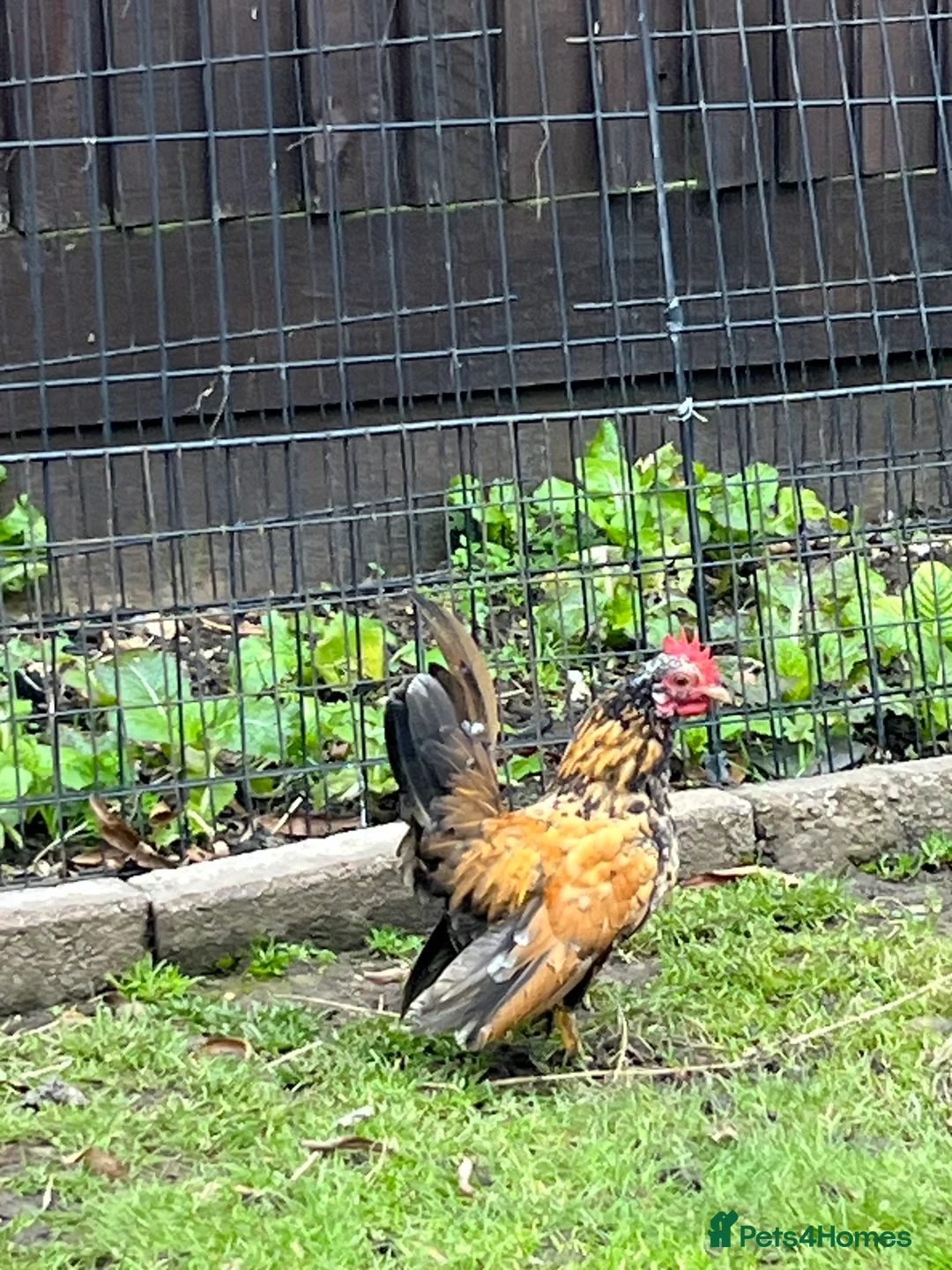 Chickens poultry for sale: Serama chicken  - Advert 2