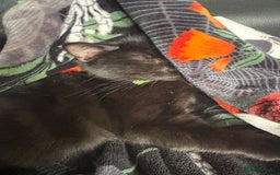 Domestic Shorthair cats for sale: Male Kitten FREE - Image 4