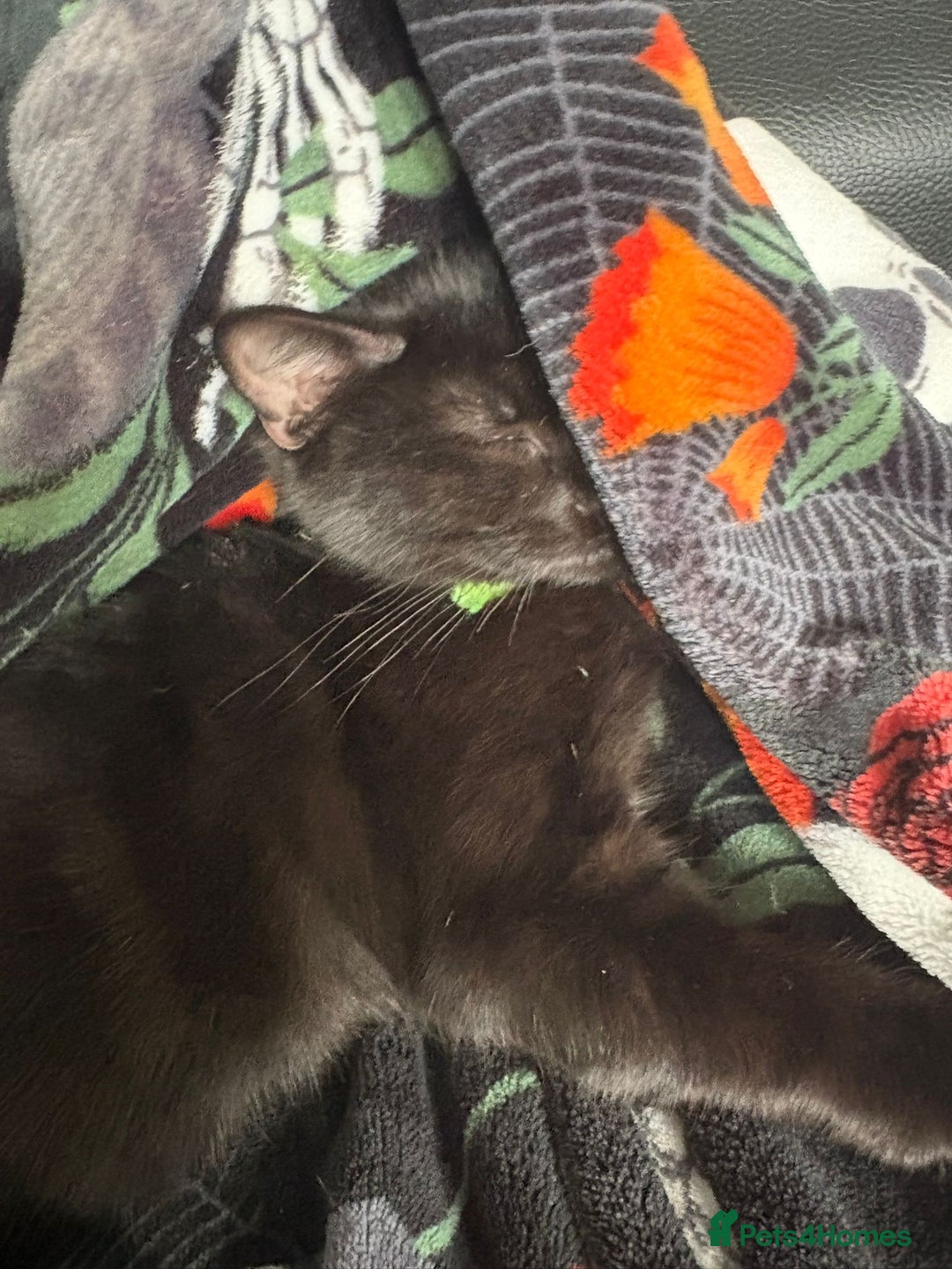 Domestic Shorthair cats for sale: Male Kitten FREE - Image 4