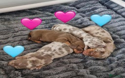 Dachshund dogs for sale: 2 miniature dachshund girls  - Image 5