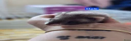 Ferret rodents for sale: Semi Angora Babies in Stourbridge - Advert 7