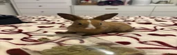 Mixed Breed rabbits for sale: Rabbits aged 5 weeks currently in Portsmouth - Advert 1
