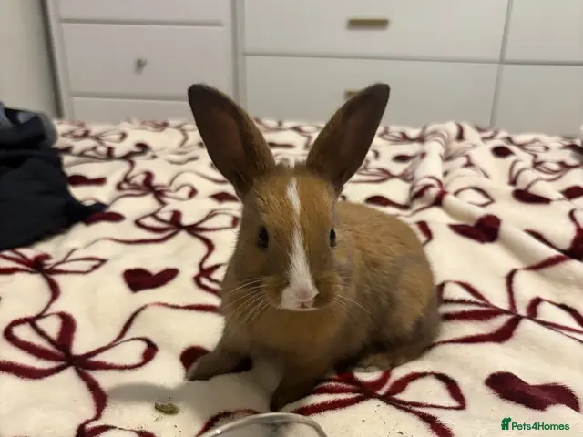 Mixed Breed rabbits Rabbits aged 5 weeks currently - Advert 1