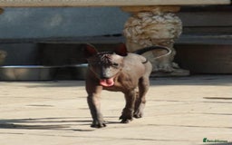 Mexican Hairless dogs for sale: Intermidte girl also 1 mini boy red  - Image 2
