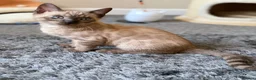 Bengal cats for sale: TICA registered Seal Solid Silver Mink Bengals - Advert 16