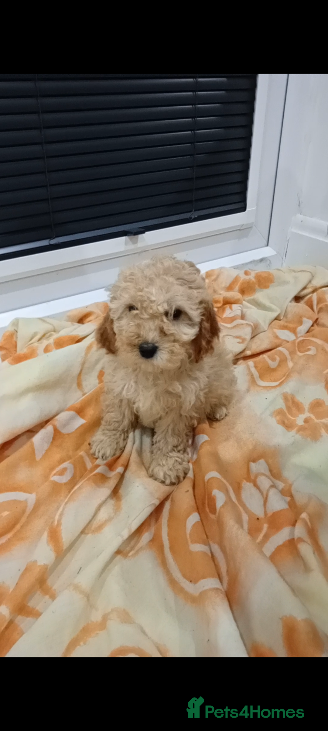 Cockapoo dogs for sale: Cockapoo puppies 😍 - Advert 2