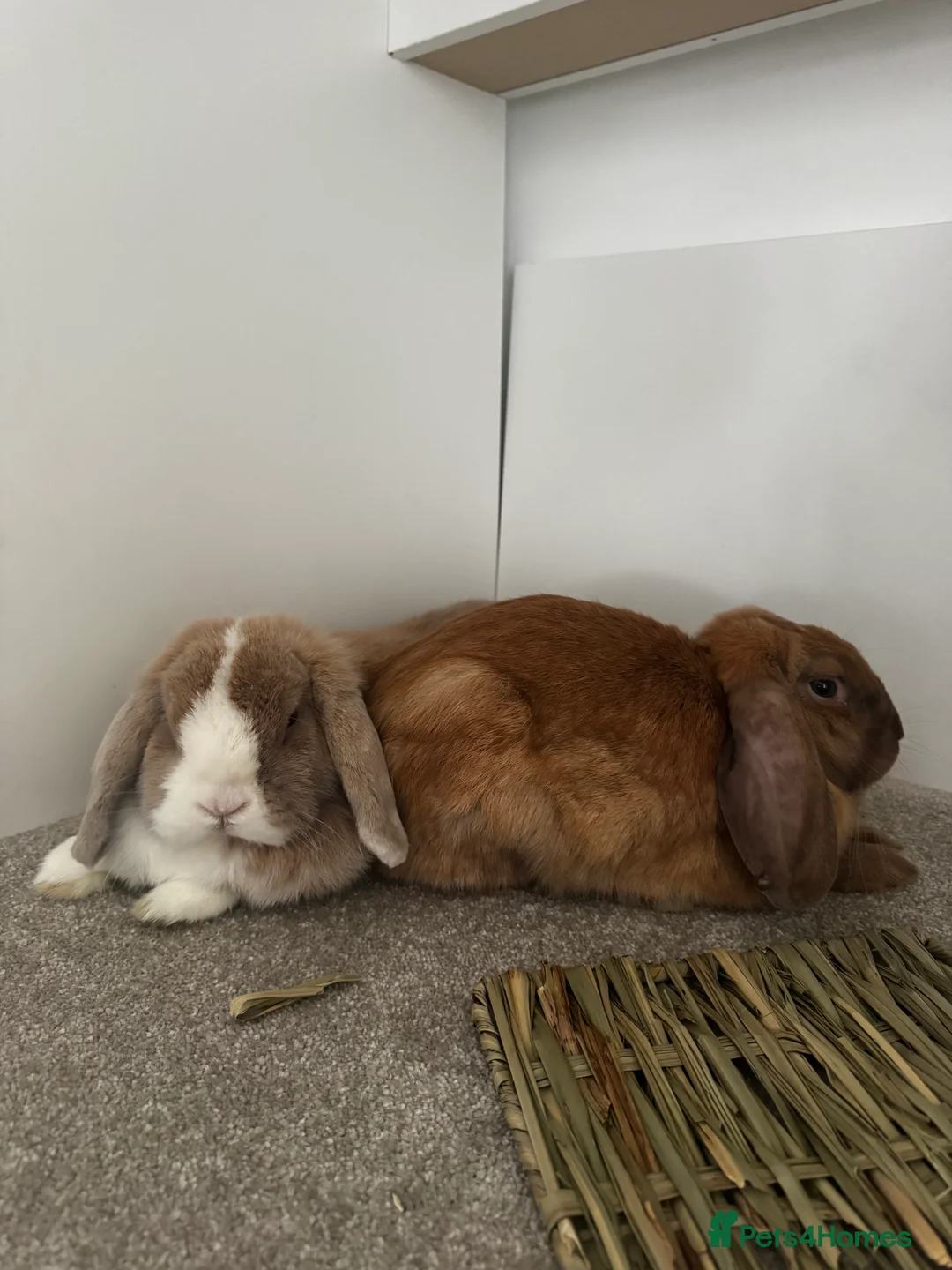 Mixed Breed rabbits for sale: Teddy and Ellie - Advert 2