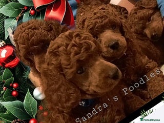 Miniature Poodle dogs ☆Quality KC Red Mini Poodles DNA Health Tested☆ - Advert 11