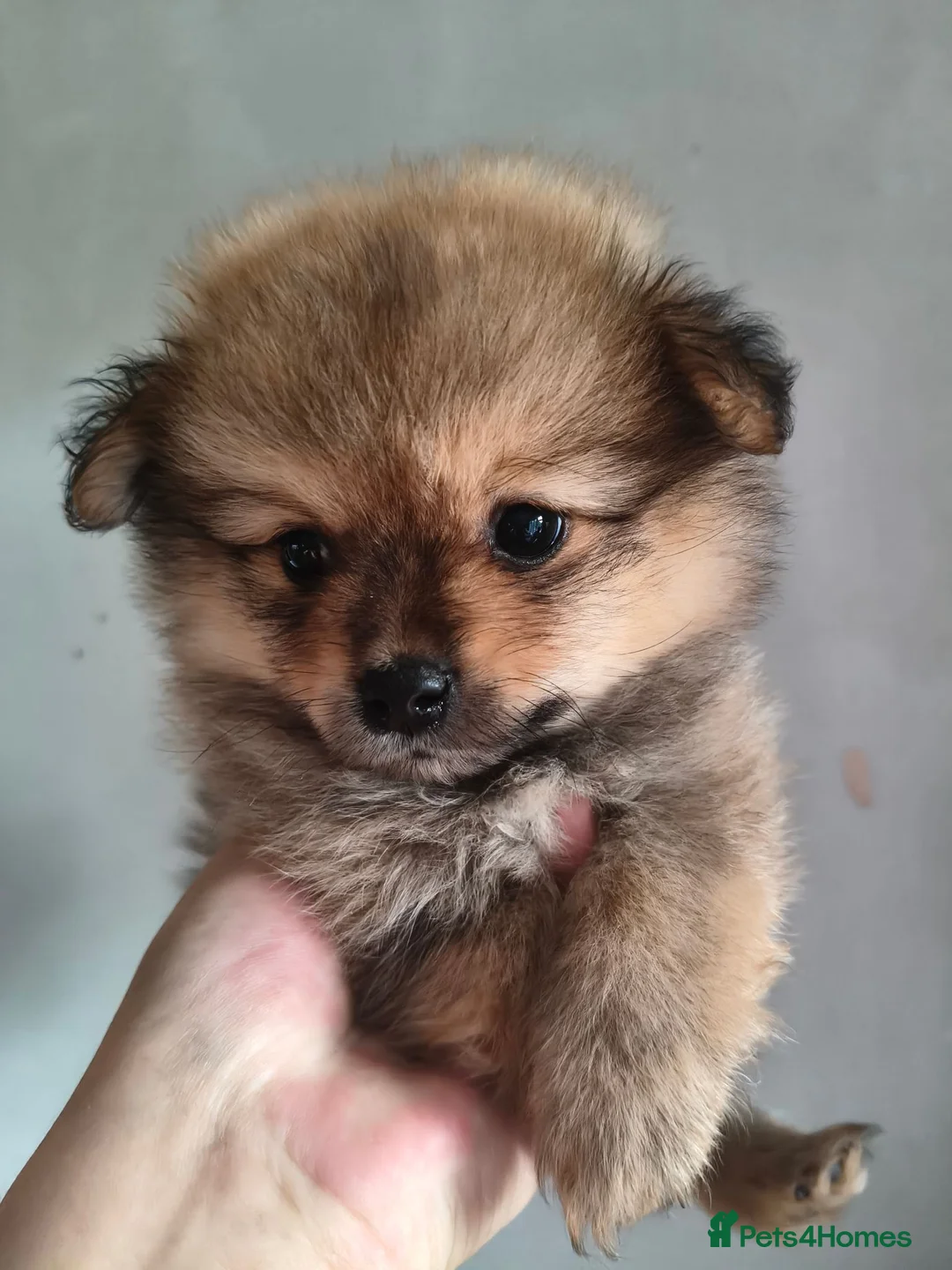 Pomeranian dogs for sale: Teddy Bear Pomeranians Eye Catching 🧸🧸🧸 - Advert 2