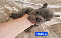 French Bulldog dogs for sale: French Bulldog Puppies  - Image 24