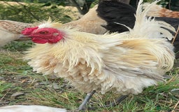 Chickens poultry for sale: Frizzle Rooster - Image 3