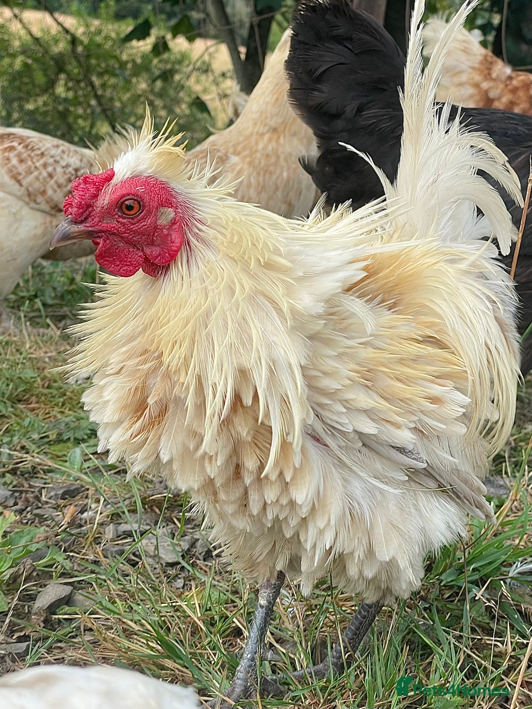 Chickens poultry for sale: Frizzle Rooster - Image 3