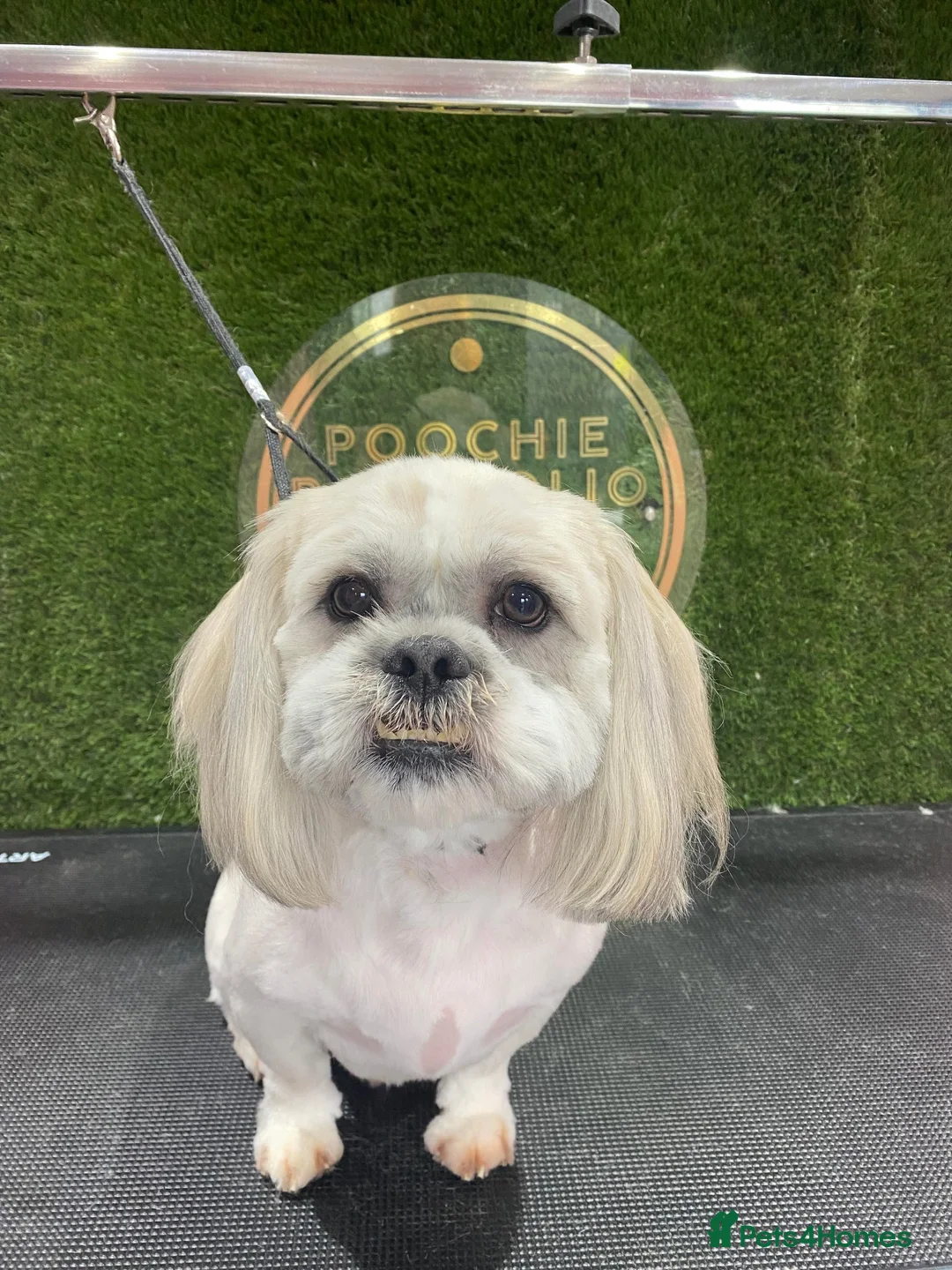 Malshi dogs for sale: Beautiful boy Rio shihtzu/maltese  - Advert 2