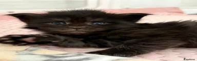 Maine Coon Kitten 1