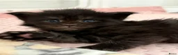 Maine Coon cats for sale: Beautiful Maine Coon Kittens, 2 Boys & 2 Girls - Advert 18