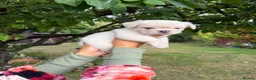 French Bulldog dogs for sale: Frenchie pups for sale in Maldon - Advert 17