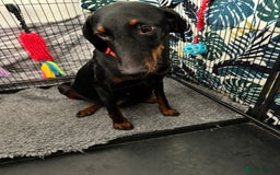 Dobermann dogs for sale: Superb Quality Doberman Puppies - Image 2