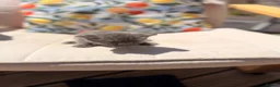 American Curl cats for sale: American curl - Advert 4